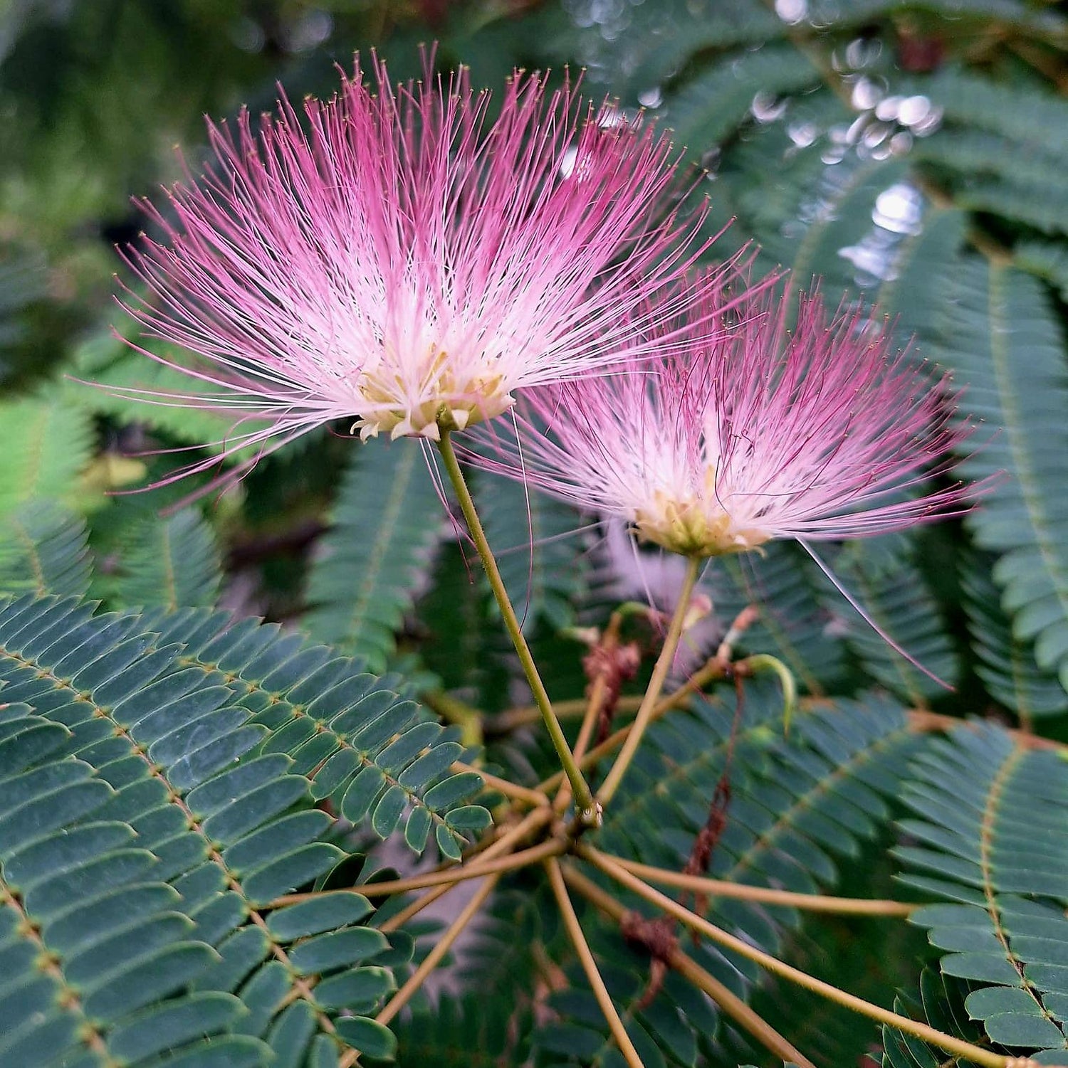 Albízia hodvábna, J. Veselý
