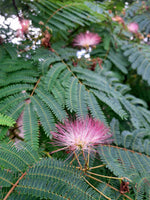 Albízia hodvábna, J. Veselý