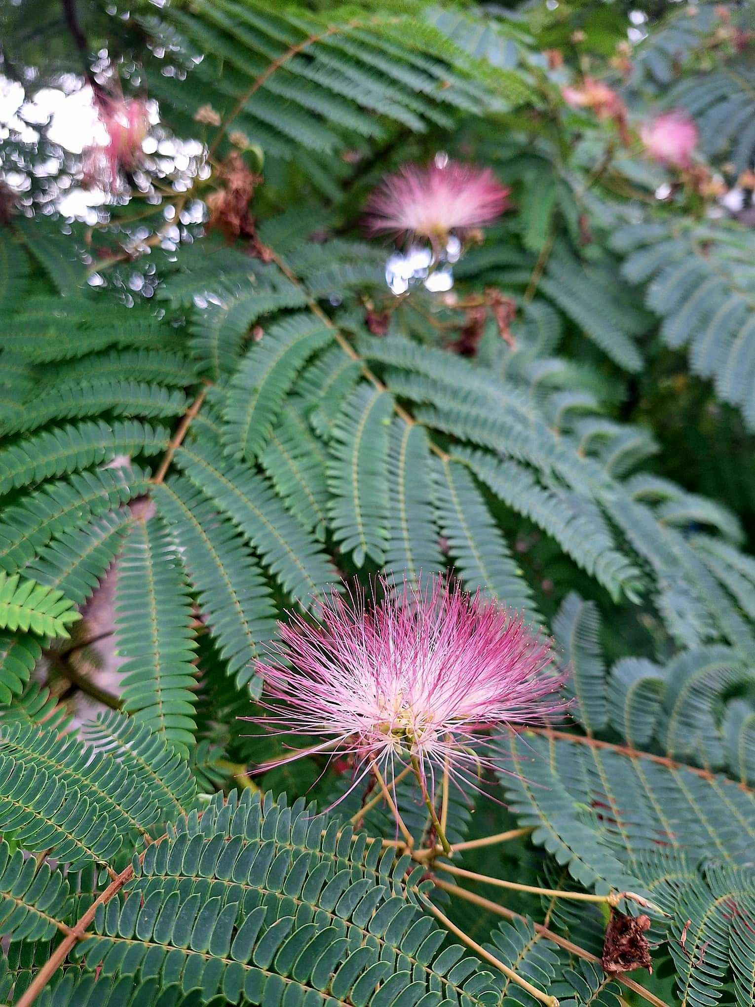 Albízia hodvábna, J. Veselý