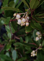 Kvety Jahodovca obyčajného, foto: A. Miklošová