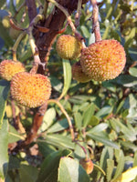 Nezrelé plody jahodovca obyčajného, foto: A. Miklošová