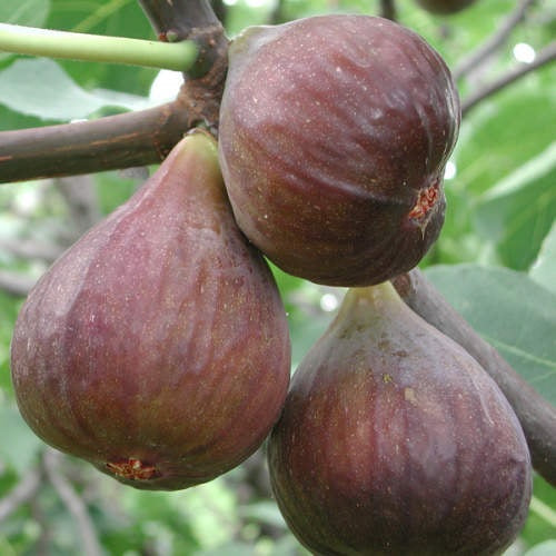 Figa Francuesco