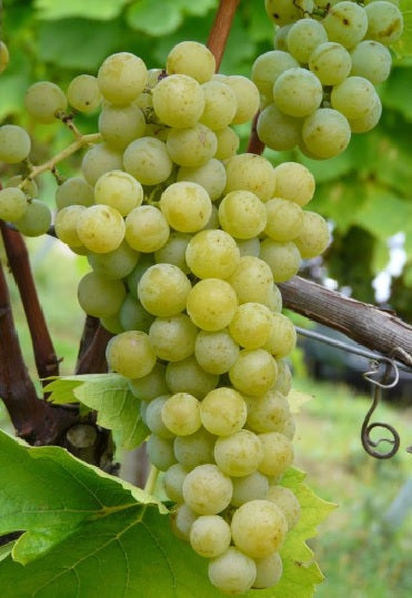 Vinič hroznorodý Muscaris