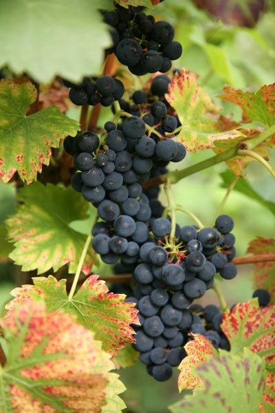 Vinič hroznorodý Regent