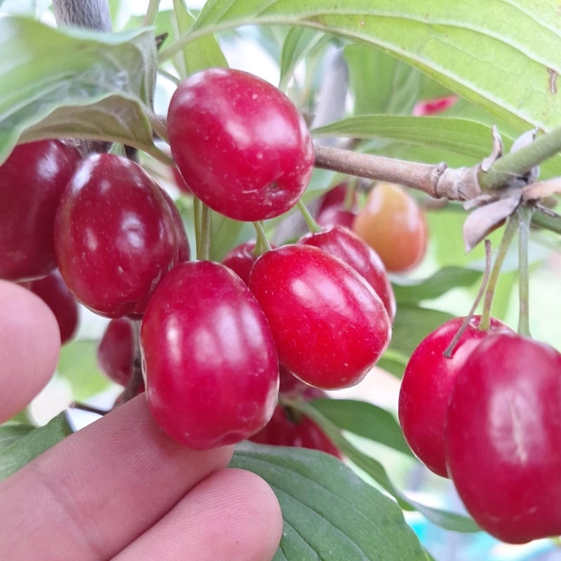 Drieň Pancharevo, J. Veselý, 2024