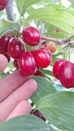 Drieň Pancharevo, J. Veselý, 2024