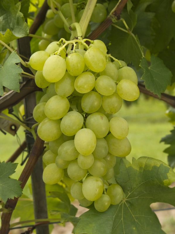 Vinič hroznorodý Suzi