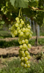 Vinič Suzi, foto: Ursula Brühl, Julius Kühn-Institut (JKI), Geilweilerhof - 76833 Siebeldingen, GERMANY