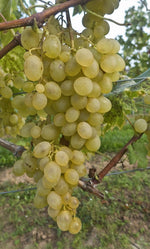 Vinič Suzi, foto: Ursula Brühl, Julius Kühn-Institut (JKI), Geilweilerhof - 76833 Siebeldingen, GERMANY