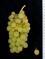 Vinič Suzi, foto: Ursula Brühl, Julius Kühn-Institut (JKI), Geilweilerhof - 76833 Siebeldingen, GERMANY