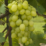 Vinič Suzi, foto: Ursula Brühl, Julius Kühn-Institut (JKI), Geilweilerhof - 76833 Siebeldingen, GERMANY 