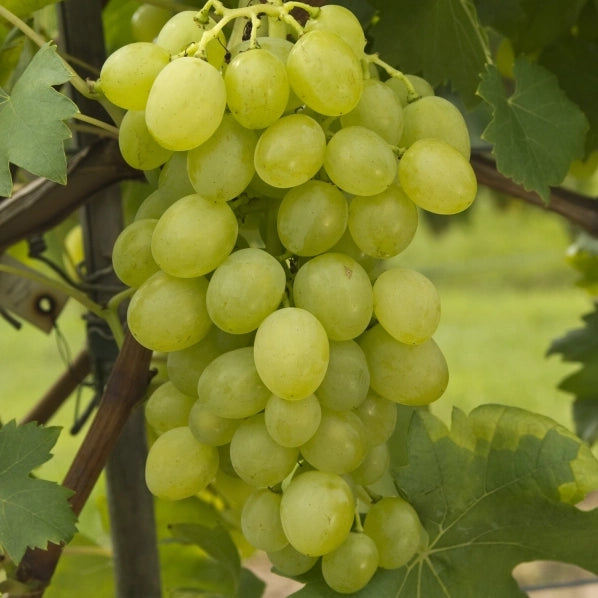 Vinič Suzi, foto: Ursula Brühl, Julius Kühn-Institut (JKI), Geilweilerhof - 76833 Siebeldingen, GERMANY 