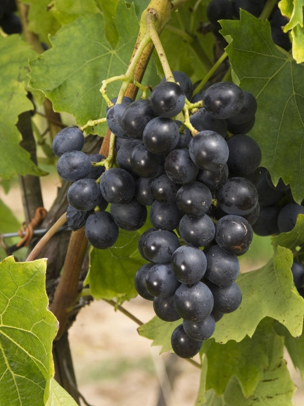 Vinič Muscat Bleu, foto: Ursula Brühl, Julius Kühn-Institut (JKI), Geilweilerhof - 76833 Siebeldingen, GERMANY