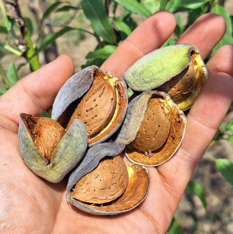 Mandľa Vama, J. Vesely