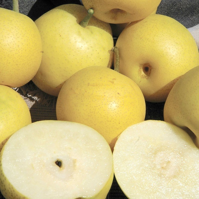 Ázijská hruška Nijisseiki detail plody