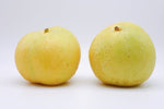 Ázijská hruška Nijisseiki detail plody