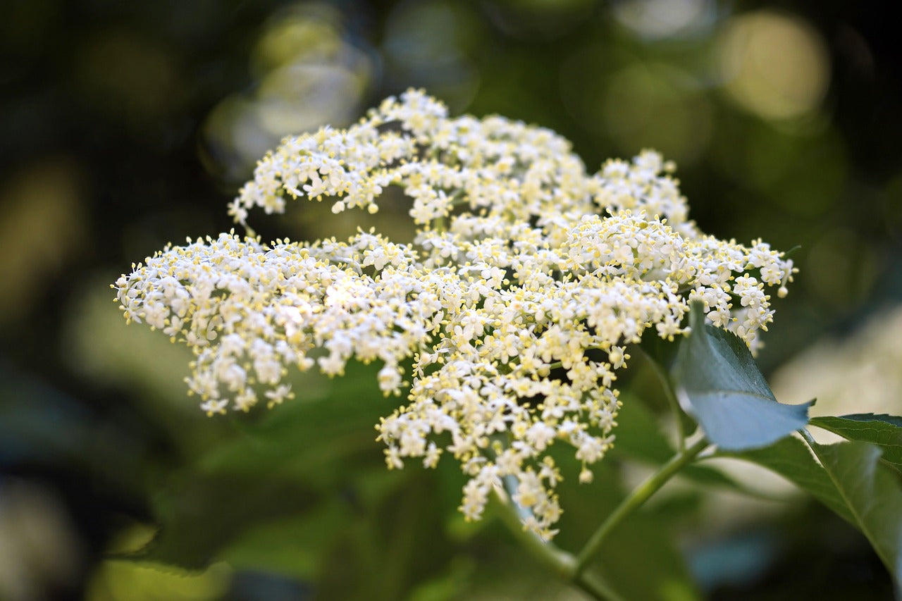 baza čierna kvety sambucus nigra