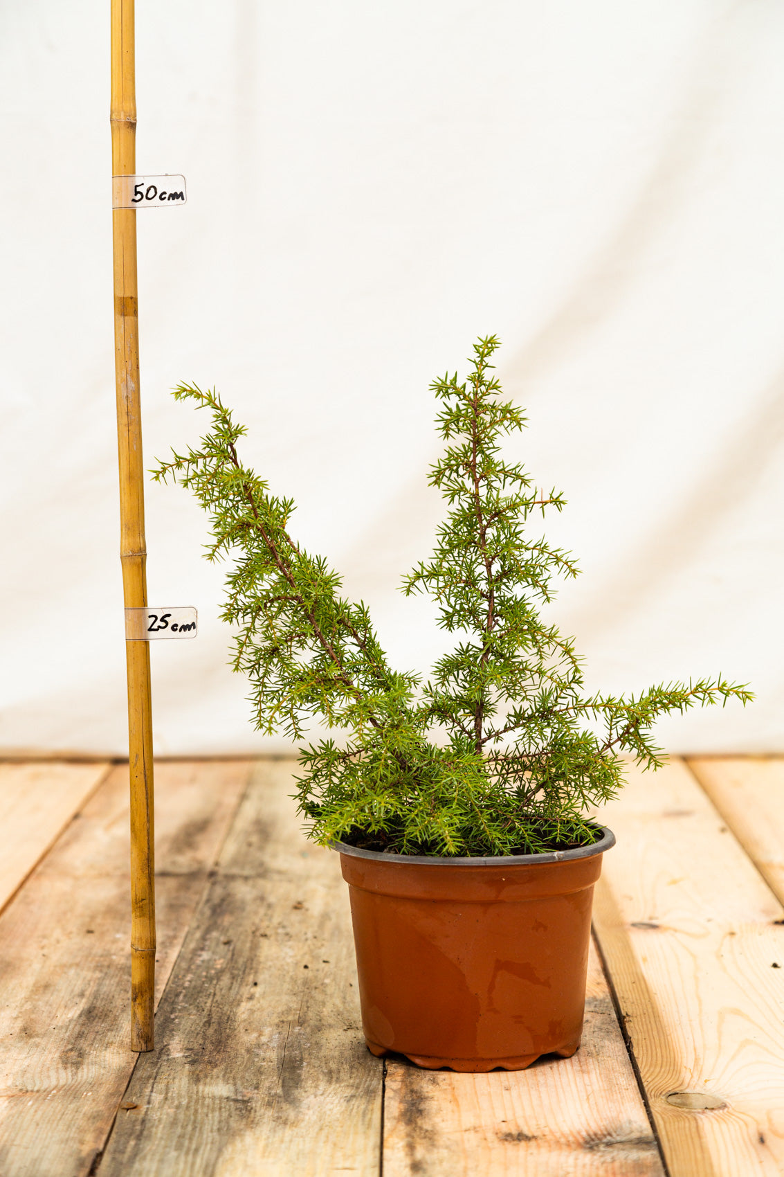 borievka obyčajná juniperus communis kontajner