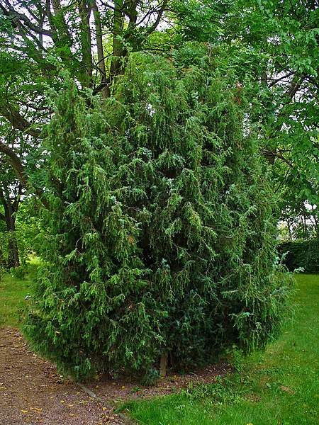 borievka obyčajná juniperus communis strom ker