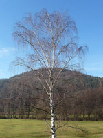 breza previsnutá betula pendula strom bez listov