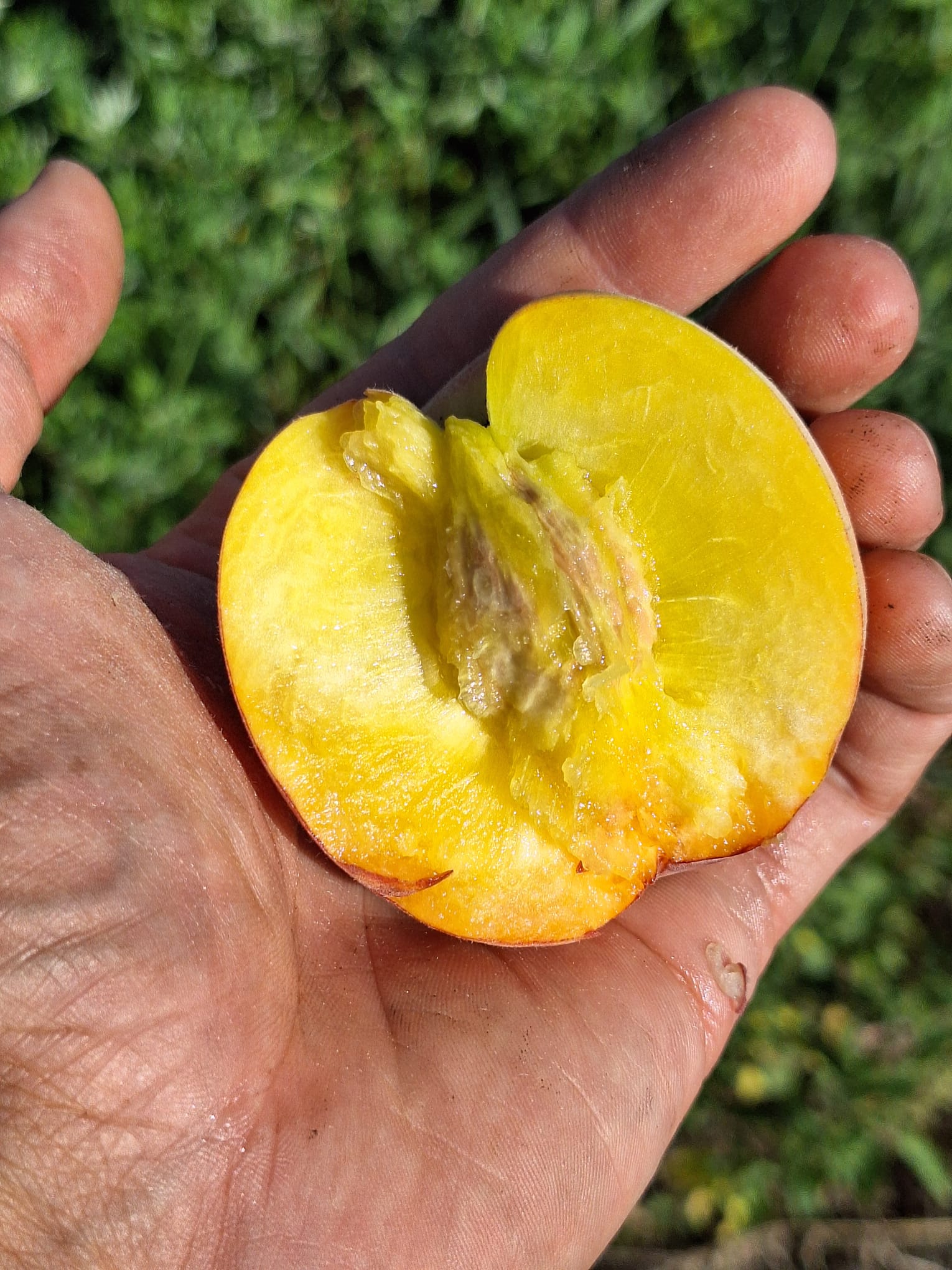 broskyna prunus persica Fénix plod rozpolený v dlani