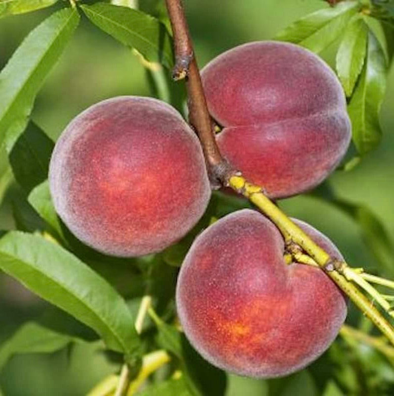 prunus persica broskyňa Kernechter vinohradnícka  broskyňa plody