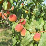 prunus persica broskyňa  Modrinka