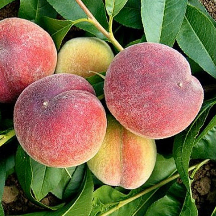 prunus persica broskyňa  Primissima delbard plody  červenožlté chlpaté