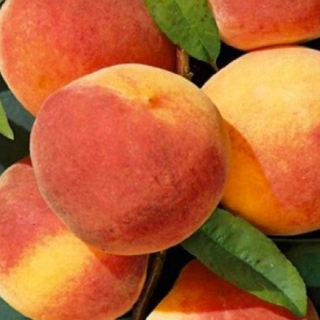 prunus persica broskyňa Radosť plody