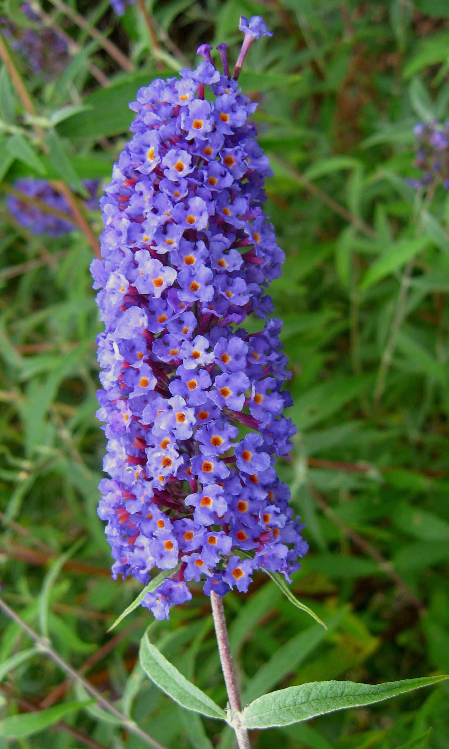 Budleja Davidova Nanho Blue detail kvet