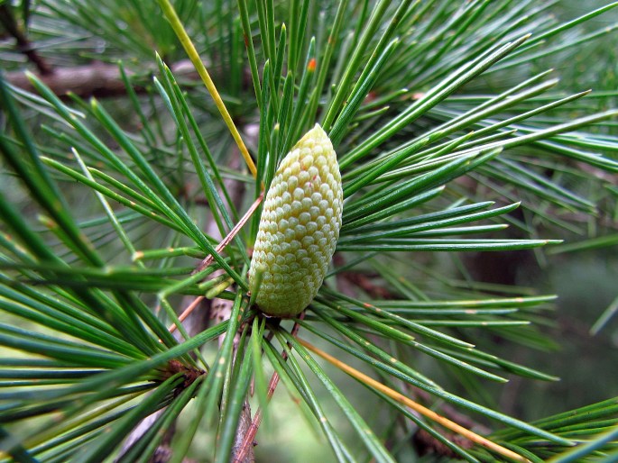 Céder himalájsky detail