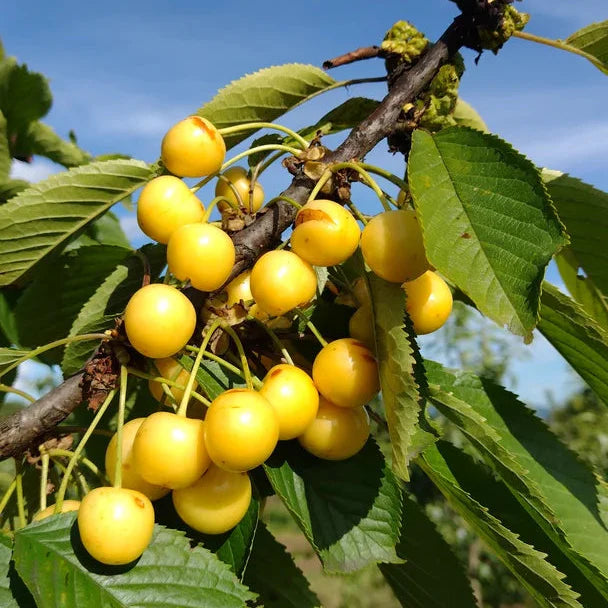 Čerešňa Droganova detail plody