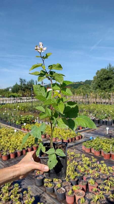 černica Black Satin rubus fruticosus
OKCBLASK kontajner 