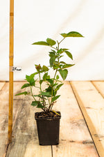 černica Relevant Rubus fruticosus kontajner  OKCRELK