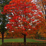 dub červený strom Quercus rubra