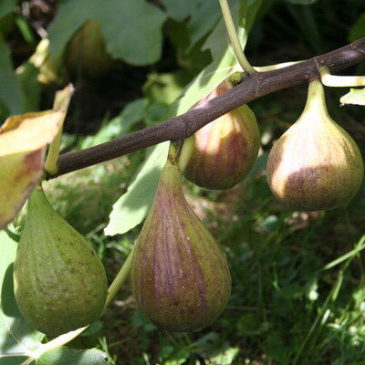 Figa Peretta