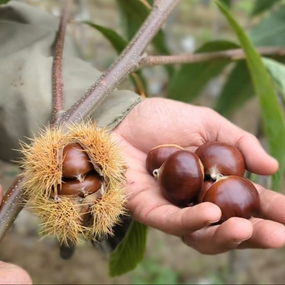 Gaštan hybridný detail plody