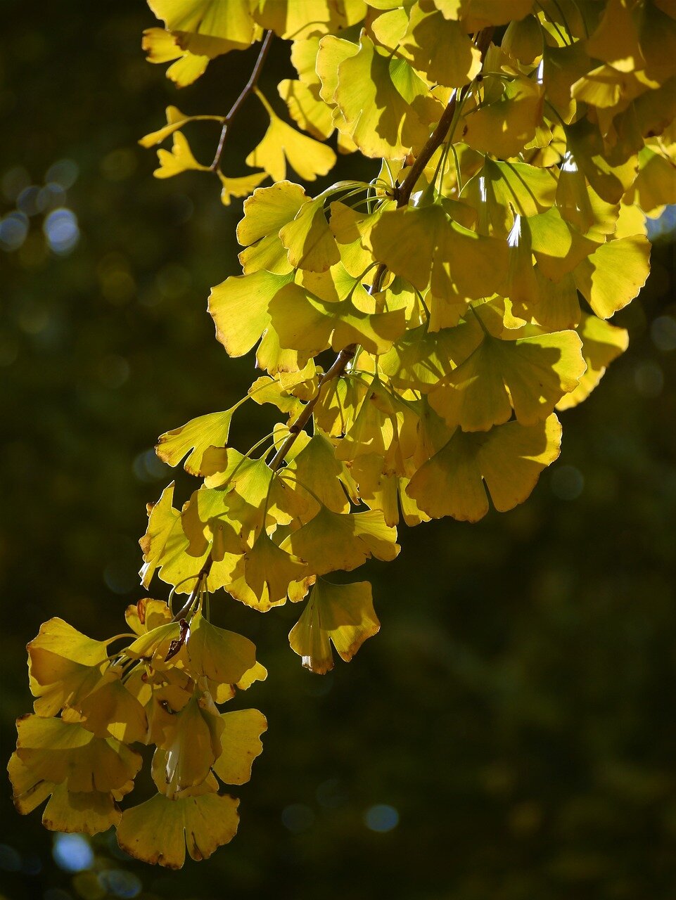 ginko dvojlaločné ginko biloba listy