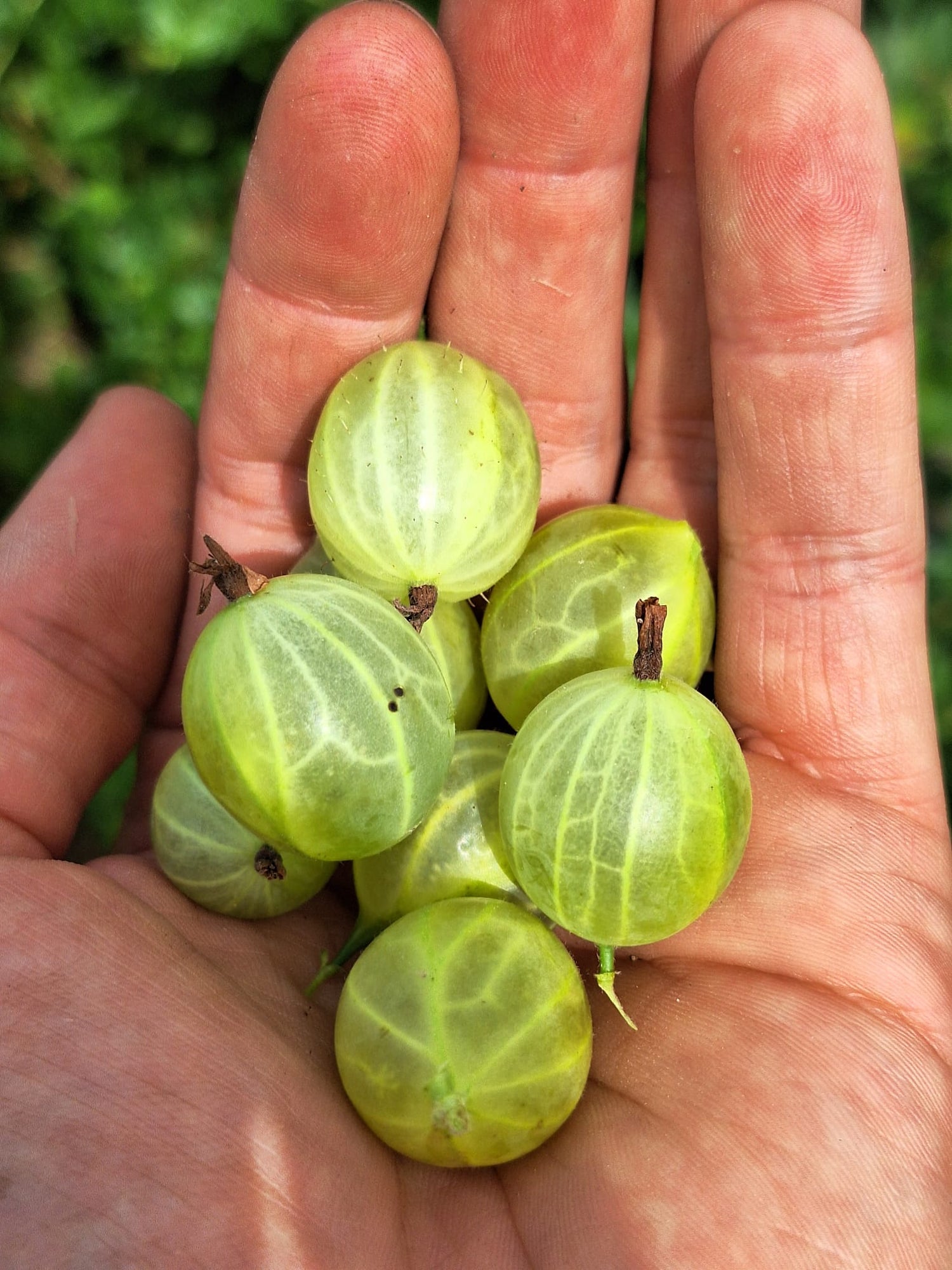 Egreš Hinnonmäki žltý