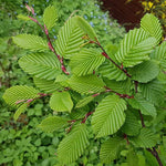 hrab obyčajný strom Carpinus betulus listy