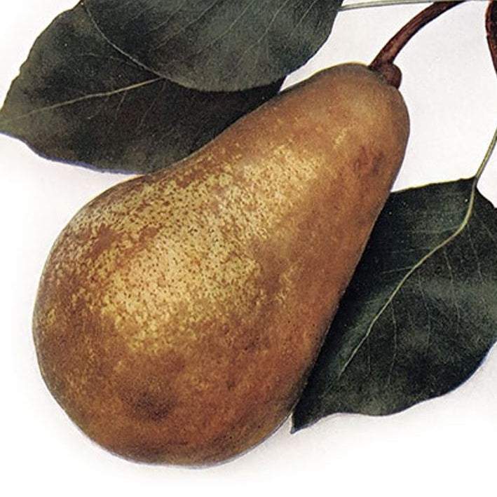 Hruška Boscova fľaša