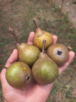 hruska-spinka-plody-v-dlani
