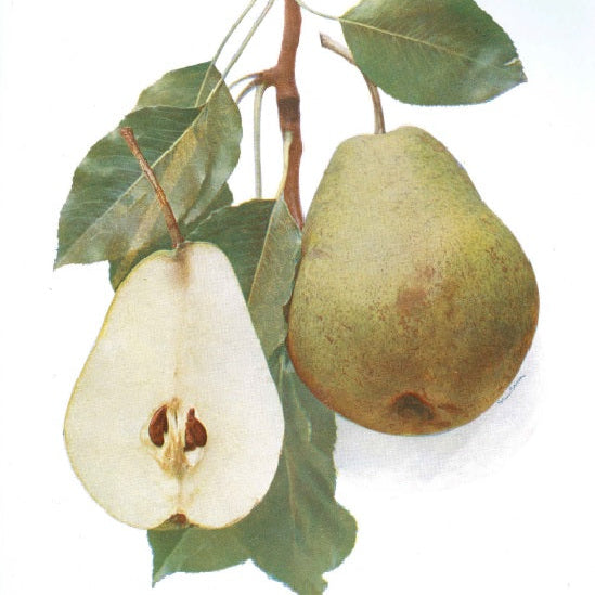 Hruška Amanliská