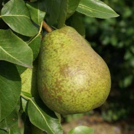 Hruška Angoulemská plod detail