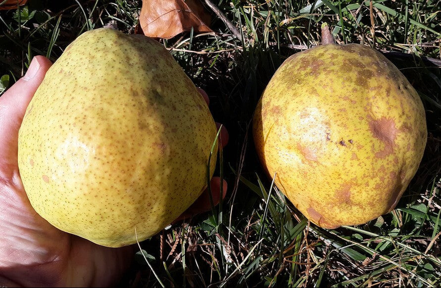 Hruška Angoulemská plod detail