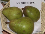 Hruška Naghinova plody detail