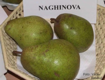 Hruška Naghinova plody detail