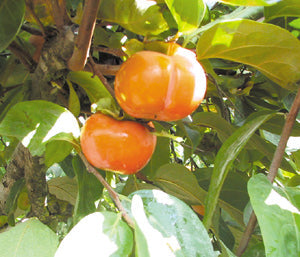 Hurmi kaki Dunaj