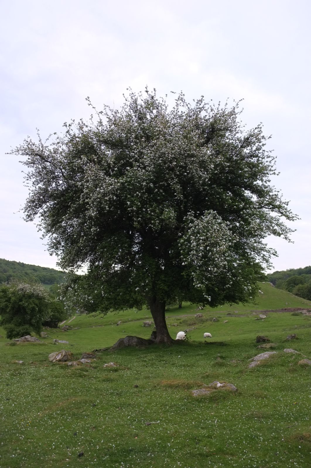 Jabloň lesná strom