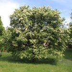 Jaseň mannový strom
Fraxinus ornus
